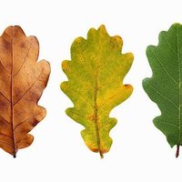 Eco@Heathfield (@ecoheathfield1) 's Twitter Profile