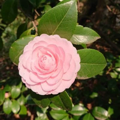 Ru8787Ww's profile picture. ぼちぼちーと50代(^-^)