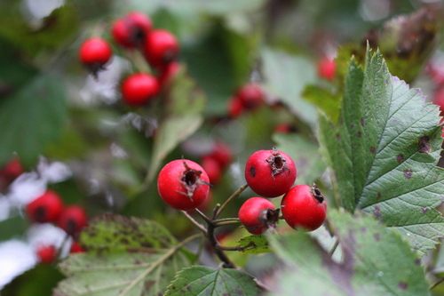 Liz & Pat are growers of birds, bees and beans, among other things. 
http://t.co/6zyXUmBtc9