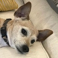 fittytigsic (@fittytigsic) 's Twitter Profile