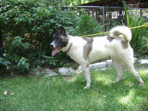 Akita Rescue of Jacksonville is a non-profit that has been rescuing Akita dogs. Link to available dogs: http://t.co/1v6MXEYkxN