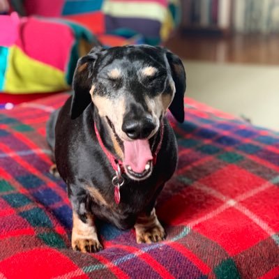 BorisDachshund's profile picture. 12 yr old rescued Dachshund. All views are mine. MINE I TELL YOU! Making Boris great again #ABetterBoris