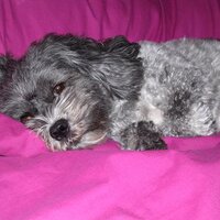 Missi Morrison (@missipooch) Twitter profile photo