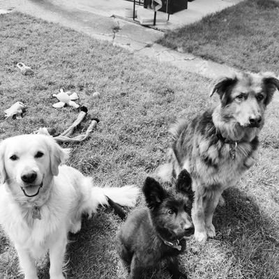 Physio, Budding Healthcare Informatician (yes that's a thing), Nerd, Dog Mad. All opinions are personal and retweets are not endorsements!