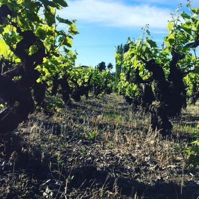 Viña Riveras Del Chillan, empresa familiar con 80 años en el mundo Vitivinicola ubicados en chillan, valle del Itata #ÑubleEnMarcha🇨🇱 #ItataEncanta