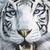 Jaume Font (@jaumefont15) Twitter profile photo Jaume Font (@jaumefont15) Twitter profile photo