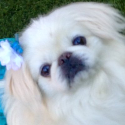 Lively Peke! Super duper smart & spoiled kinda athletic very playful! I luv❤️ walks snaks naps treats squeak toys fetch chasing birds &cats puzzles gud fud 🐶