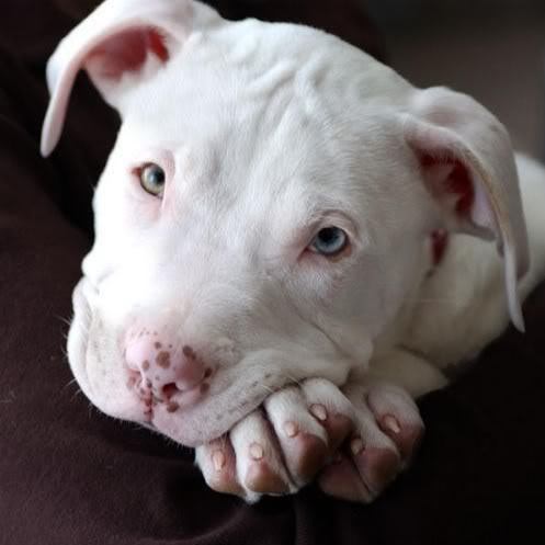 I am a Pitbull advocate, I have had dogs all my life,My blog is designed with the intention of providing up to date & accurate information. See the new Pitbull!