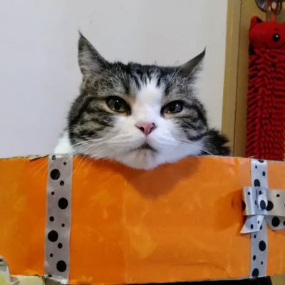 QzYUM5WD23w1d8j's profile picture. 在生活中想辦法輕鬆快樂一點的鹹魚