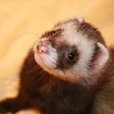 Nina Kinney - @PetNCritters - Twitter