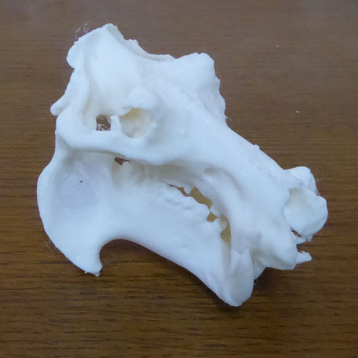趣味の透明骨格標本の作製、骨格標本の作製など。
最近は、深海魚の透明骨格標本を作っています。
他には、3Dプリンタで、骨格標本を出力して楽しんでます。