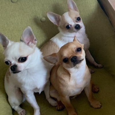 We are The Boys! Chico, Harpo, Juno. Three chihuahuas in Hong Kong. This is the story of our life, our travels, and the people we meet. Views here are our own