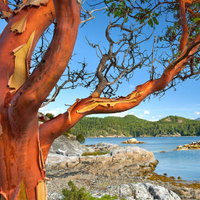 Arbutus Tree (@aphercotropist) 's Twitter Profile Photo Arbutus Tree (@aphercotropist) 's Twitter Profile Photo