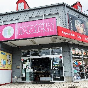 かねだい本町田店 犬猫 スコティッシュフォールドちゃんのお迎えです 東京都 町田市 ペットショップ 販売 低価格 安い かねだい 極小 仔猫 子犬 スコティッシュフォールド マンチカン ナポレオン 垂れ耳 T Co Jrec4bvdlh