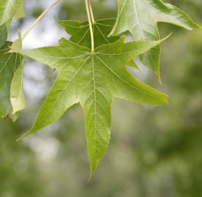 🌲Landschaftsgärtnerin
🍁Naturkind
🌷Staudenfan
🌼nachhaltiges Gärtnern
🌻Naturgärten
🍀
📗📕📙📘Bücherliebe: Gartensachbücher und Romane