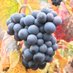 Dr Ed Fitzgerald (@wineandmedicine) Twitter profile photo Dr Ed Fitzgerald (@wineandmedicine) Twitter profile photo
