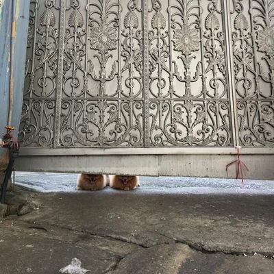 Media Tweets By Tangao Gaotaan Twitter twitter