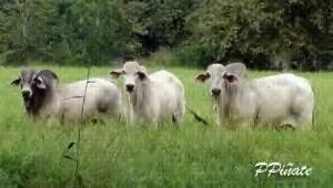 casv1975's profile picture. 