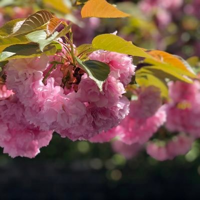 PRTuEeTcCcLq3yX's profile picture. アラ還の蟹座。丑年。平成31年4月に乳ガンと宣告されました。令和元年6月に夫を亡くしました。その辺りを中心に身辺雑記をだらだらと。私は元気です☺️