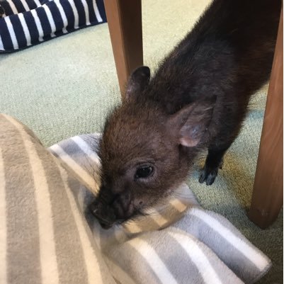 pu_neko3's profile picture. スト6:ベガ、豪鬼、エド、A.K.I、リュウ(MR2100〜1900)、スマブラsp: パックンフラワーVIP、wizon にゃーお／トトロ改_アルバロア9ch