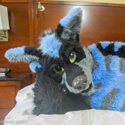 speedthewolf's profile picture. Furry, fursuiter, and bearcat fan from Cincinnati. AD is @voltfoxad