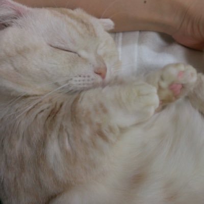 Ibu 今日のサイエンスzeroで一番の収穫は猫 の腎臓病とウイルスの関係があることが分かったこと ワクチンが早く出来るといいな それと猫 を飼ってると心臓病のリスクが4割減というのもありがたいけど ちゃんと世話しないとだから猫より長生きしないとね