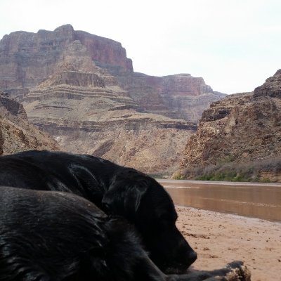 americannomadd's profile picture. 