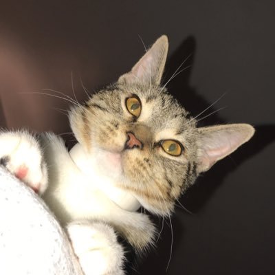 Profile Picture of Mitchell (@M_NIX_) on Twitter