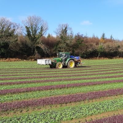 Family business producing quality baby salad leaves and Wicklow lamb.  
Herd of Parthenaise beef.