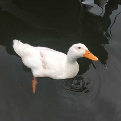 Again, it’s a duck because why not. He/Him. Based and duck-pilled.