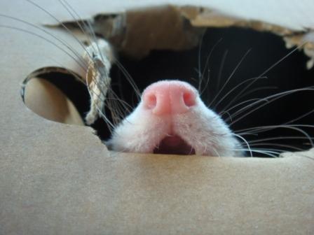 okapparuu's profile picture. 広島で獣医師をやっています。エキゾチックといわれる動物を診療しています。