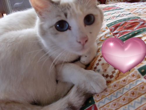 namehana's profile picture. とっても賢い　ニャンコです
(=^・^=)