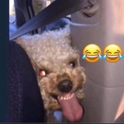 DpdaHippy's profile picture. 