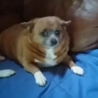 DeformedDog69's profile picture. I look at reddit memes