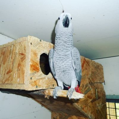 we are breeders located in Fresno CA we are specialized in #macaws #africangreys #cockatoo #amazons #cockatiels #conures #pionus #eclectus and other birds.