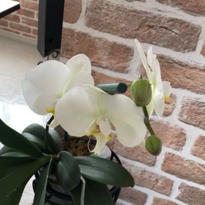 idhbet9's profile picture. ん❓も情報としてRT♡  参政党は党の利益度外視で地方の県民の為に動いてくれた事に感動🟠この党なら置き去りにされないと思い党員登録しました。宜しくお願いします🙌🏻