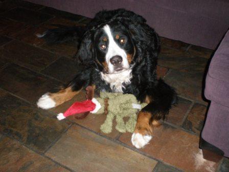 In memory of Stella the beautiful & sometimes naughty but always loving bernese who always wondered what all the fuss is about