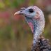 River Bottom Longbeards- NWTF (@nwtfriver) Twitter profile photo River Bottom Longbeards- NWTF (@nwtfriver) Twitter profile photo