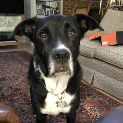 I’m just a humble Borador (BorderCollie/Lab) traveling with my mom and gpa across the country to be with my squirrel hunting partner & sister again.