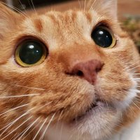 ててんてん (@tetenten32) 's Twitter Profile