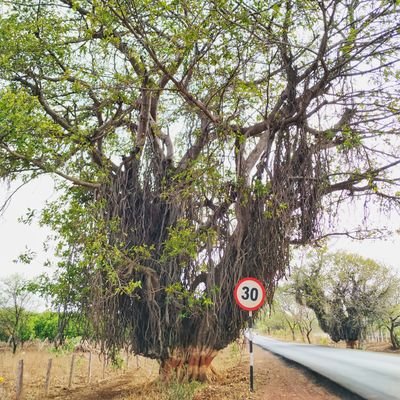 Save the natural heritage in-situ along Hyderabad- Chevella road, Telangana from being destroyed  by road-widening