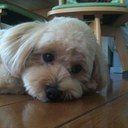 maya stanley - @mrlovehappy - Twitter