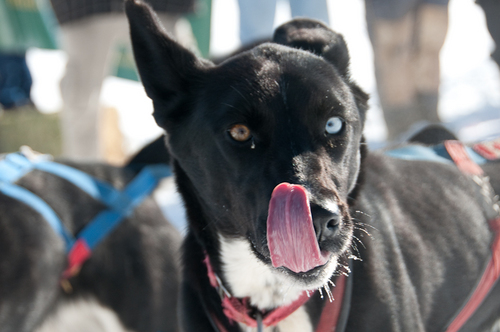 IPSSSDR is a stage race where teams rest e/ night giving it the nickname “the dog-friendly race.” The IPSSSDR runs through Wyo towns before the Park City finale