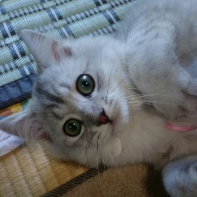 にゃんこさん Nyan Ka San Twitter