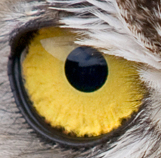 Buhonero_Tom's profile picture. Hello. Don't follow me, follow my MADness - @MADnessTOM - for real (and not just RT) updates. Propicios Dias my friends.