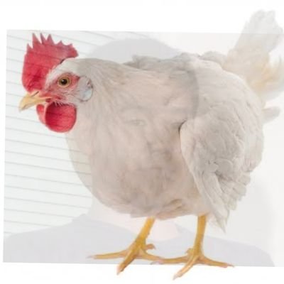 チキン🐔🐤さんのプロフィール画像
