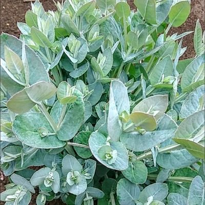 kilakilalakila's profile picture. 星組全ツ広島アルジェ/エストレで初観劇、礼真琴に落ち、数日後NHKBSアナワ/キラルで星組に落ちた社会人10年目です。これからもがんばって生きる！

瀬央ゆりあ/小桜ほのか/奏碧タケル