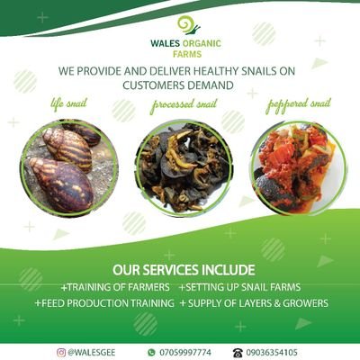 You are just a dm away from our services. #Dm or hmu on #WhatsApp 
for enquiries #07059997774
#snail #snails #snailfarming