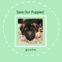 Ontario Against Puppy Mills(@OAPM_) 's Twitter Profileg