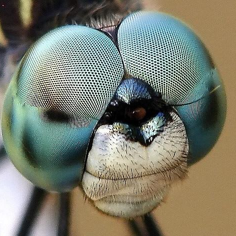 pamdragonfly's profile picture. 